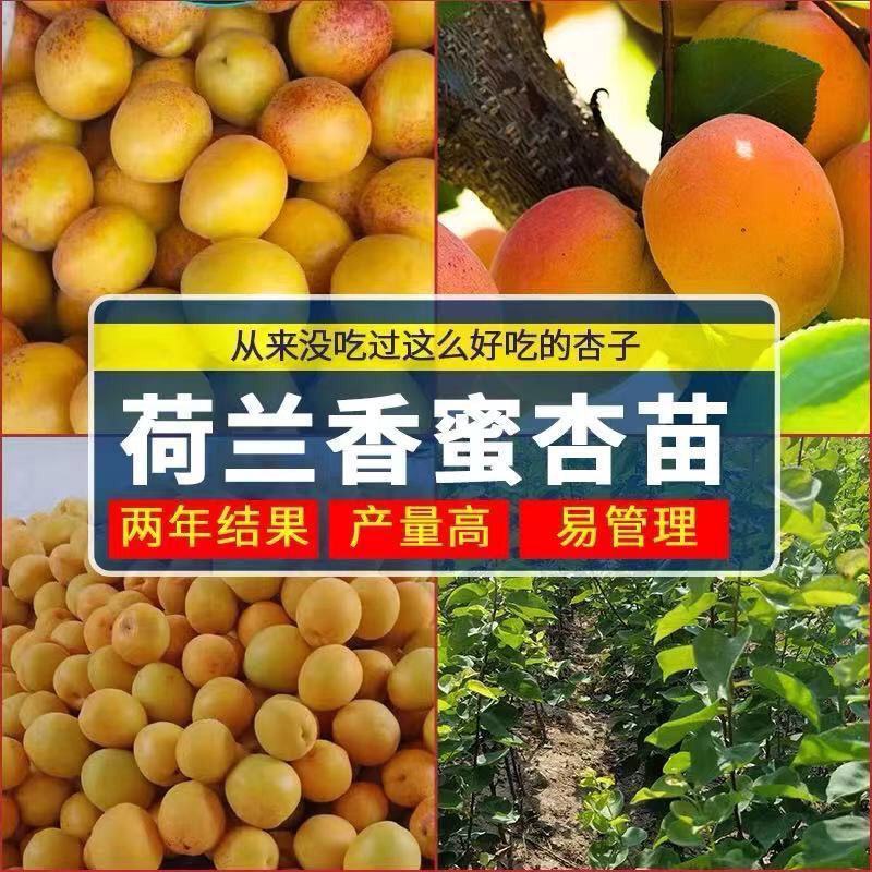 杏树苗荷兰香蜜杏苗金太阳杏苗凯特杏苗包品种技术指导