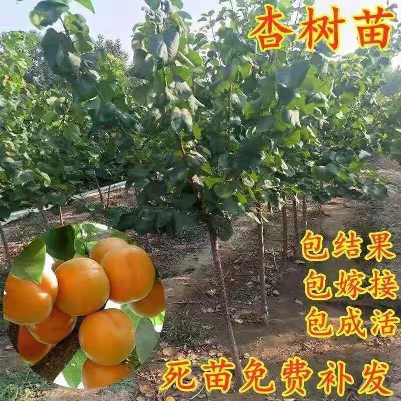 杏树苗荷兰香蜜杏苗金太阳杏苗凯特杏苗包品种技术指导
