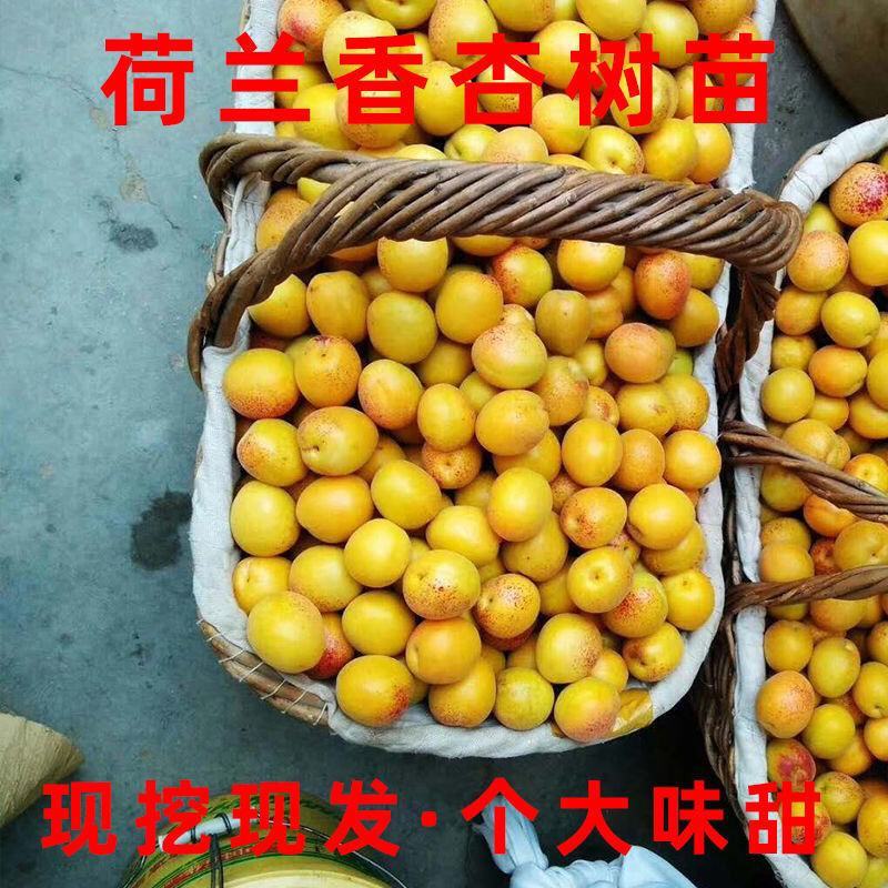 杏树苗荷兰香蜜杏苗金太阳杏苗凯特杏苗包品种技术指导