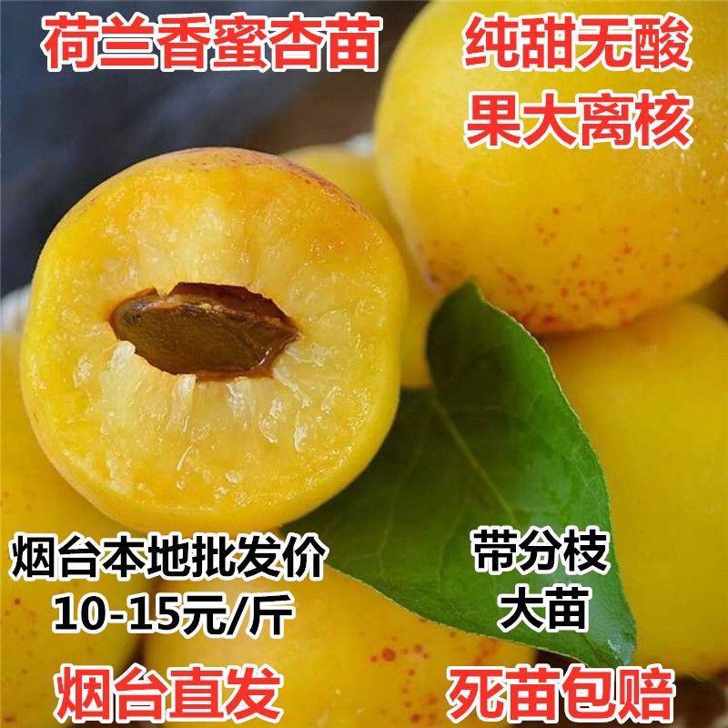 杏树苗荷兰香蜜杏苗金太阳杏苗凯特杏苗包品种技术指导