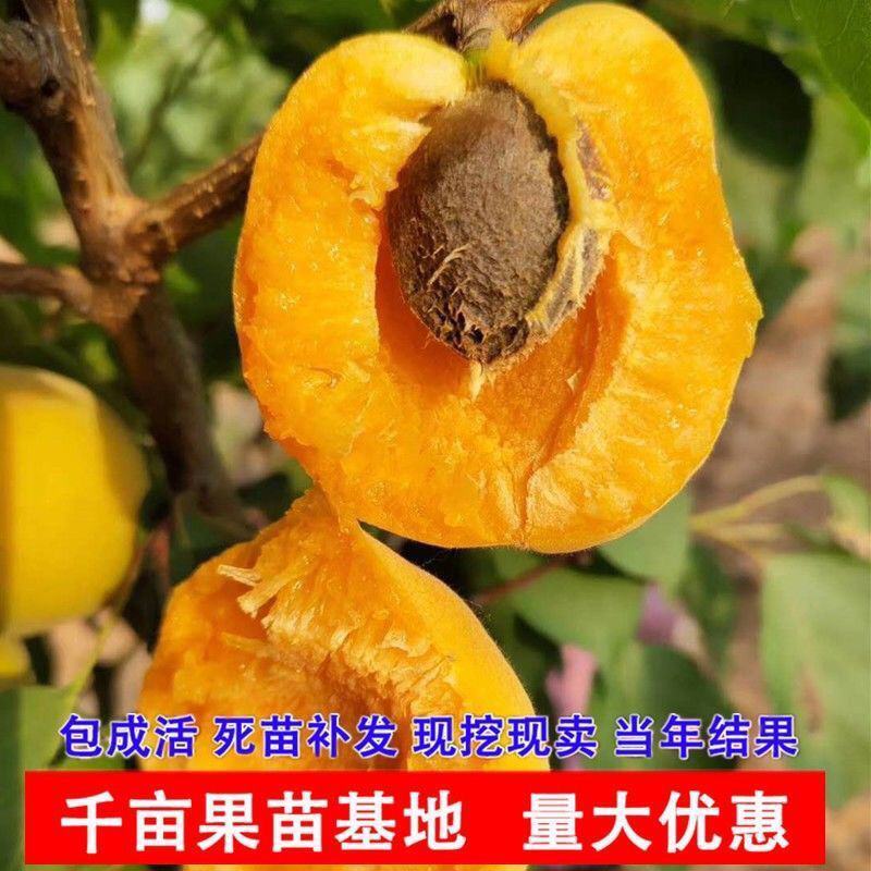杏树苗荷兰香蜜杏苗金太阳杏苗凯特杏苗包品种技术指导