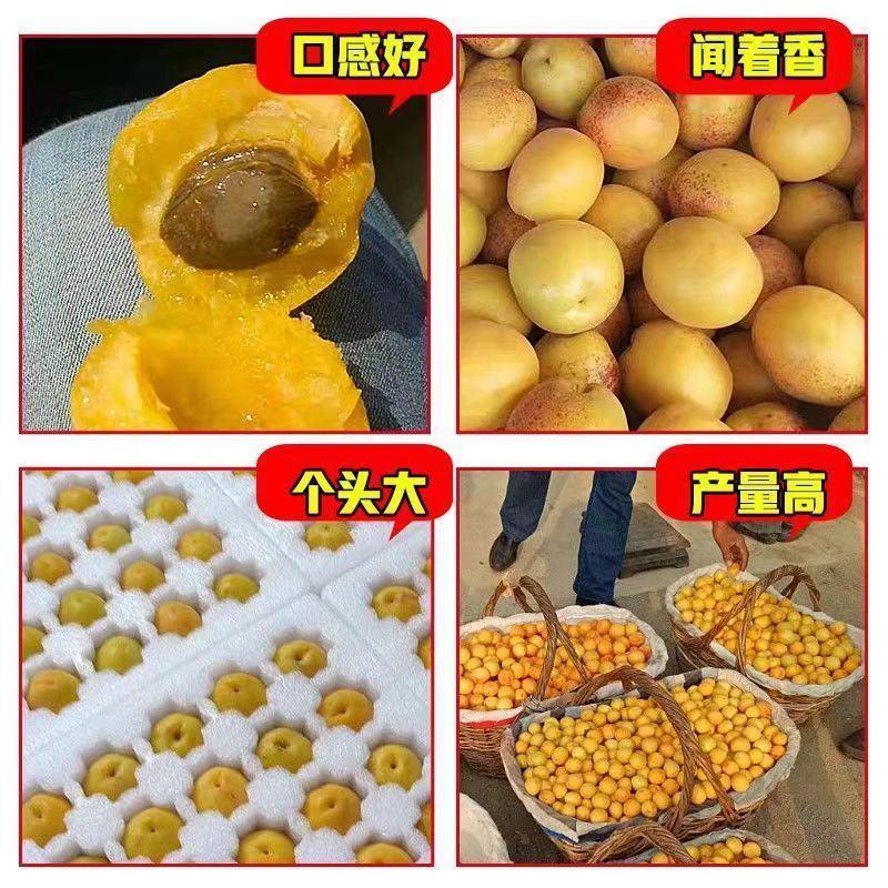 杏树苗荷兰香蜜杏苗金太阳杏苗凯特杏苗包品种技术指导