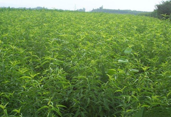 桃农在桃北新村果园进行人工疏果作业