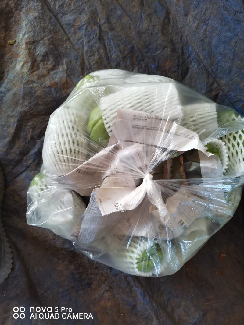 精品广东省徐闻县青皮佛手瓜，品质好，一手货源，货源充足。