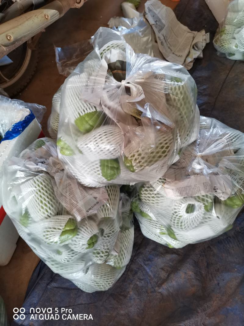 精品广东省徐闻县青皮佛手瓜，品质好，一手货源，货源充足。