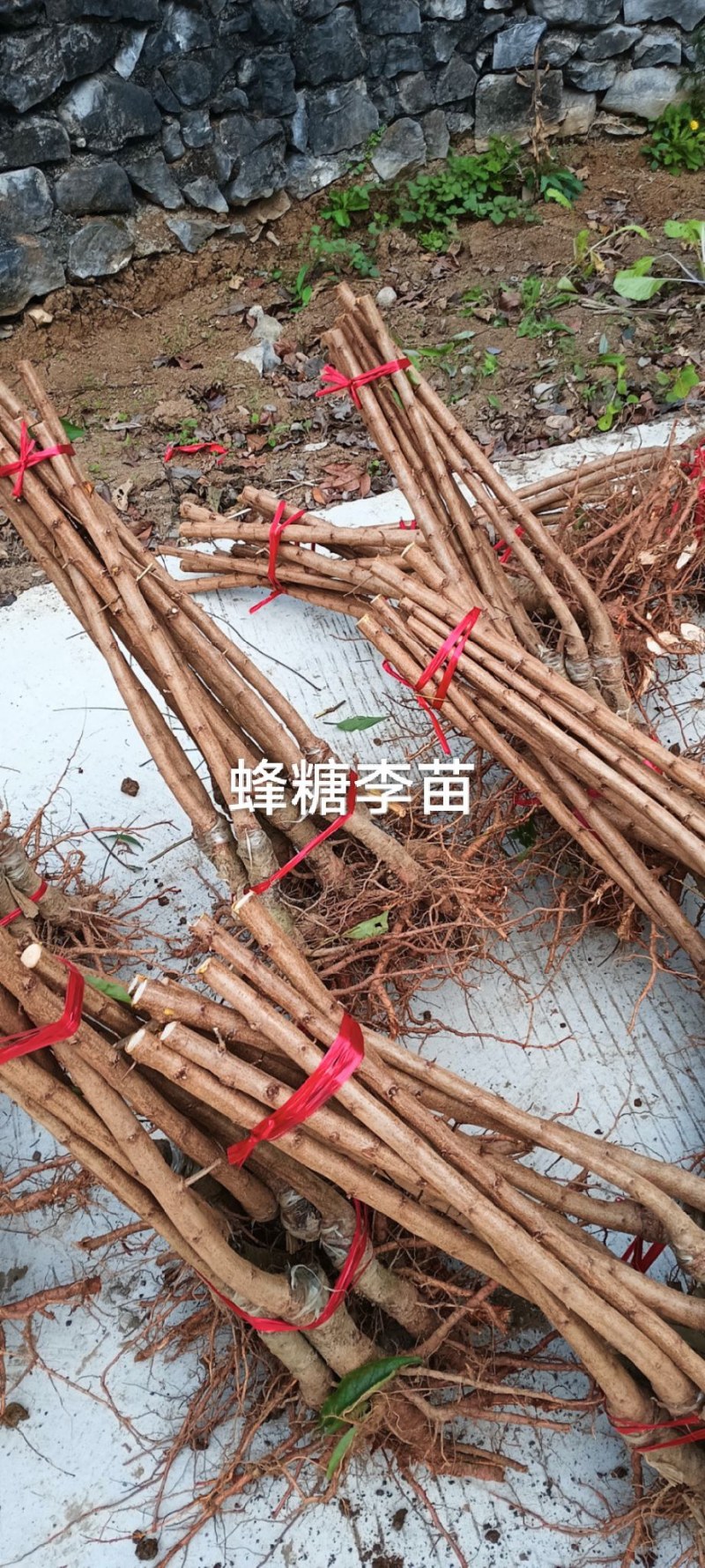 蜂糖李