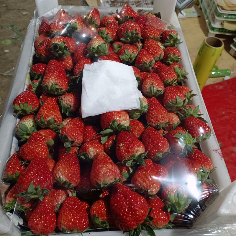 红颜草莓产地直发，可供电商，大型水果市场，硬度好，耐运输