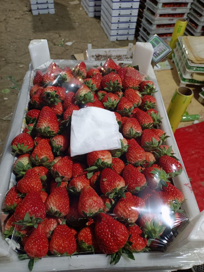 红颜草莓产地直发，可供电商，大型水果市场，硬度好，耐运输