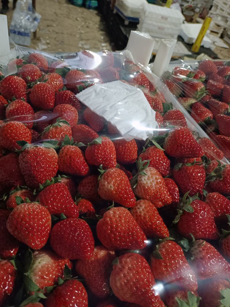红颜草莓产地直发，可供电商，大型水果市场，硬度好，耐运输
