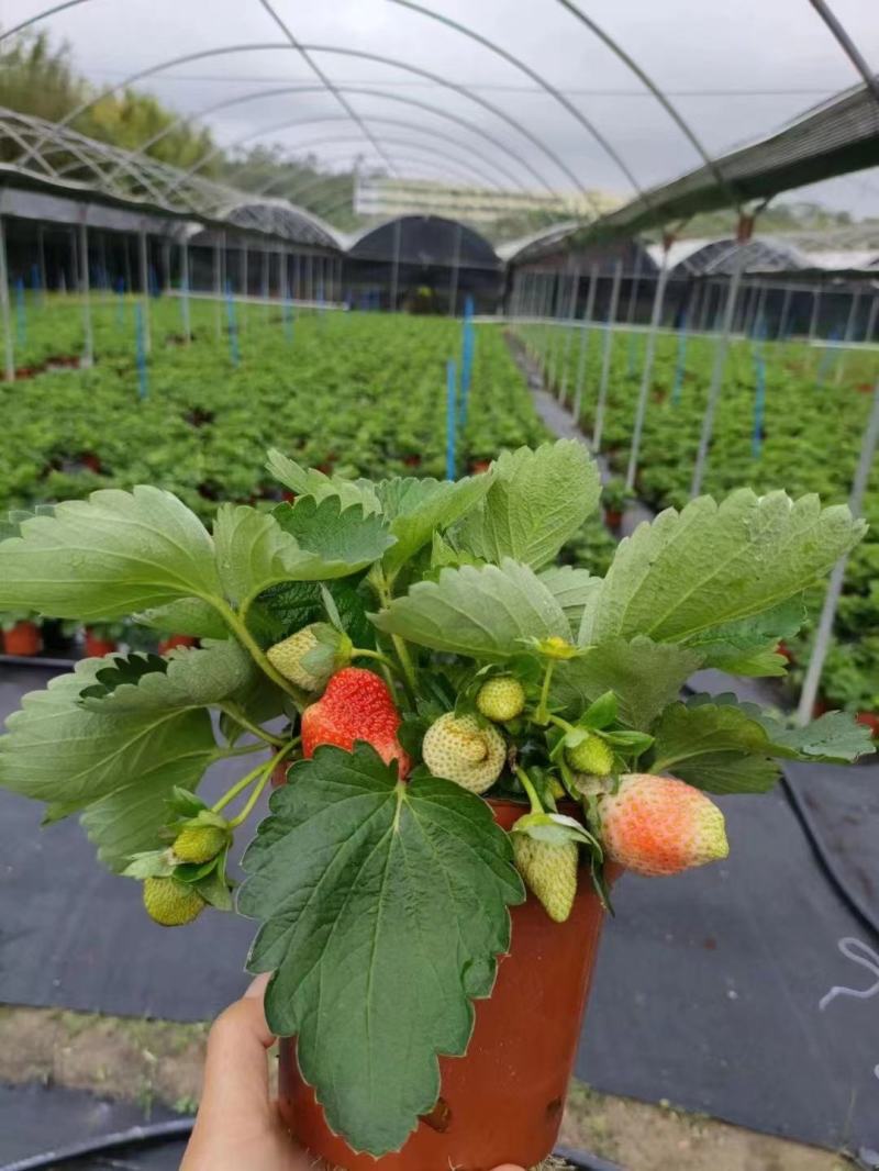 草莓草莓香甜可口草莓盆栽奶油甜茶礼各式各样精品草莓盆栽