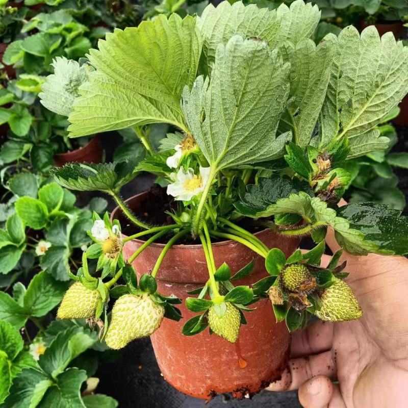 草莓草莓香甜可口草莓盆栽奶油甜茶礼各式各样精品草莓盆栽