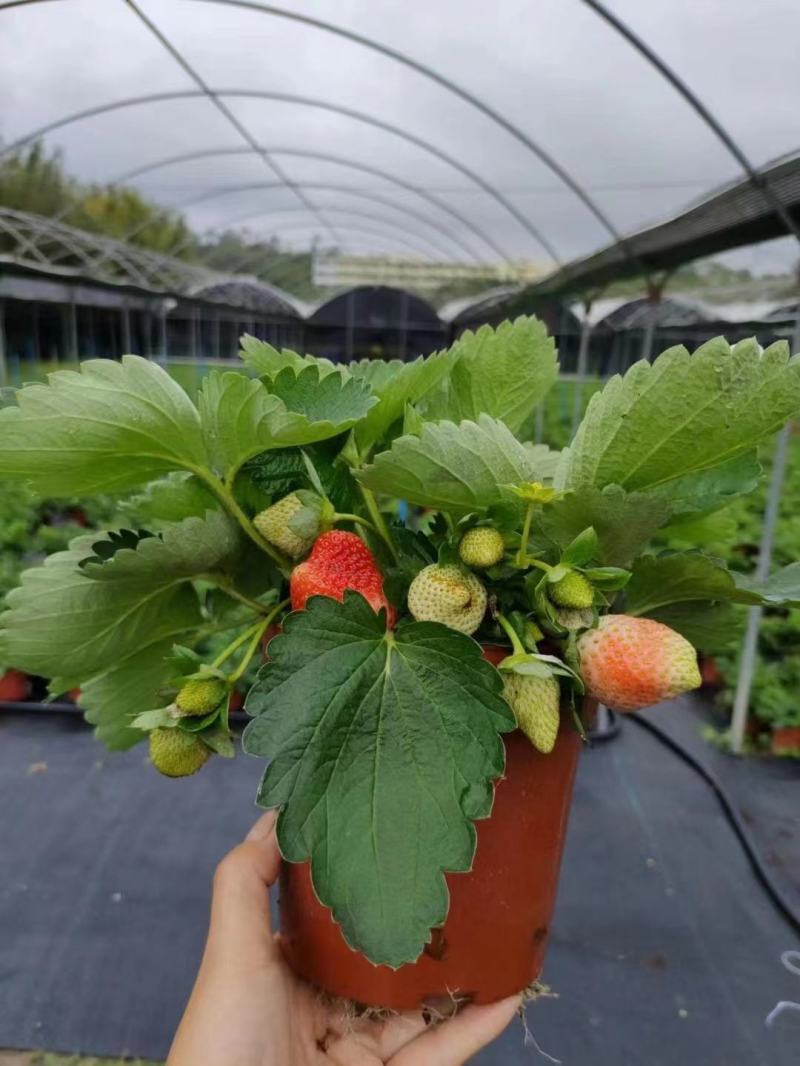 草莓草莓香甜可口草莓盆栽奶油甜茶礼各式各样精品草莓盆栽