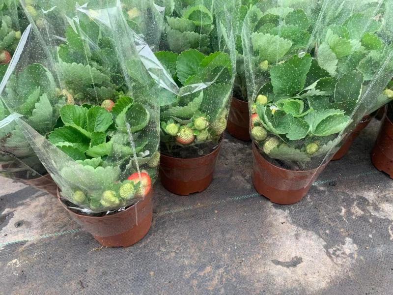 草莓草莓香甜可口草莓盆栽奶油甜茶礼各式各样精品草莓盆栽