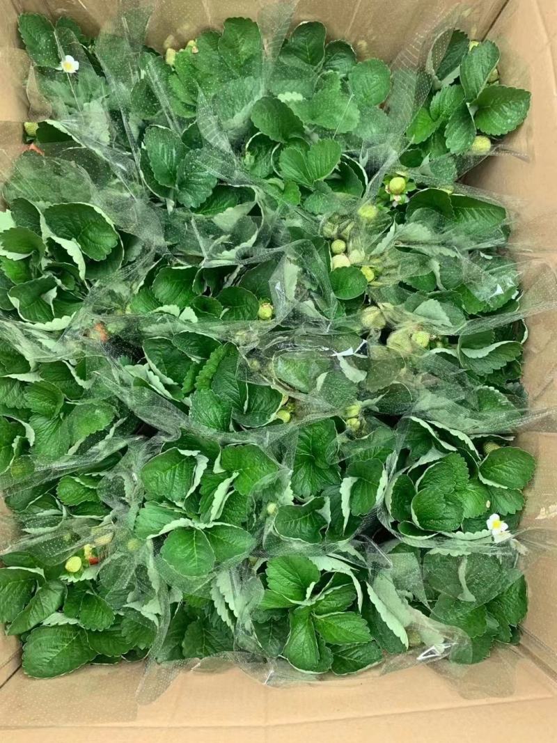 草莓草莓香甜可口草莓盆栽奶油甜茶礼各式各样精品草莓盆栽