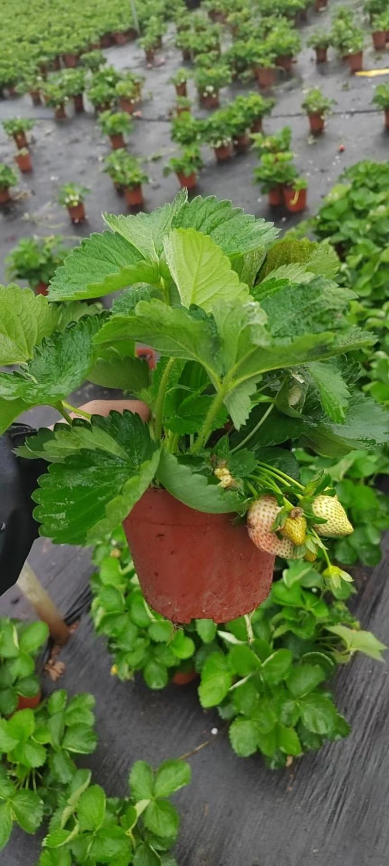 草莓草莓香甜可口草莓盆栽奶油甜茶礼各式各样精品草莓盆栽