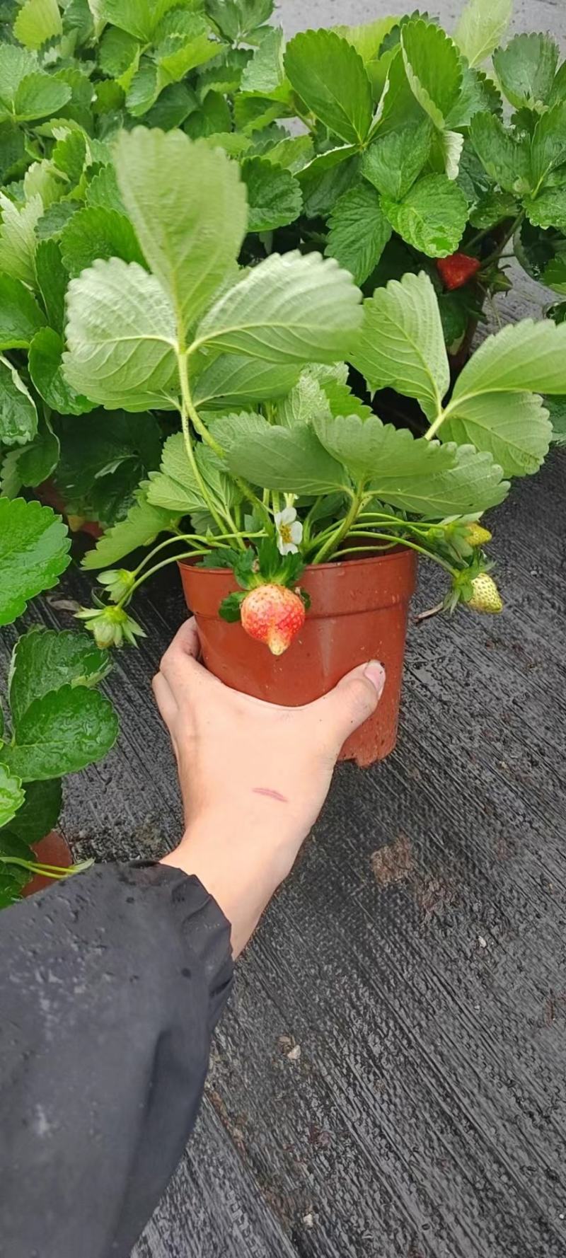 草莓草莓香甜可口草莓盆栽奶油甜茶礼各式各样精品草莓盆栽