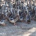 江西麻鸭出售，养户着急用钱，便宜处理，慢了拍大腿