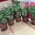 草莓草莓香甜可口草莓盆栽奶油甜茶礼各式各样精品草莓盆栽