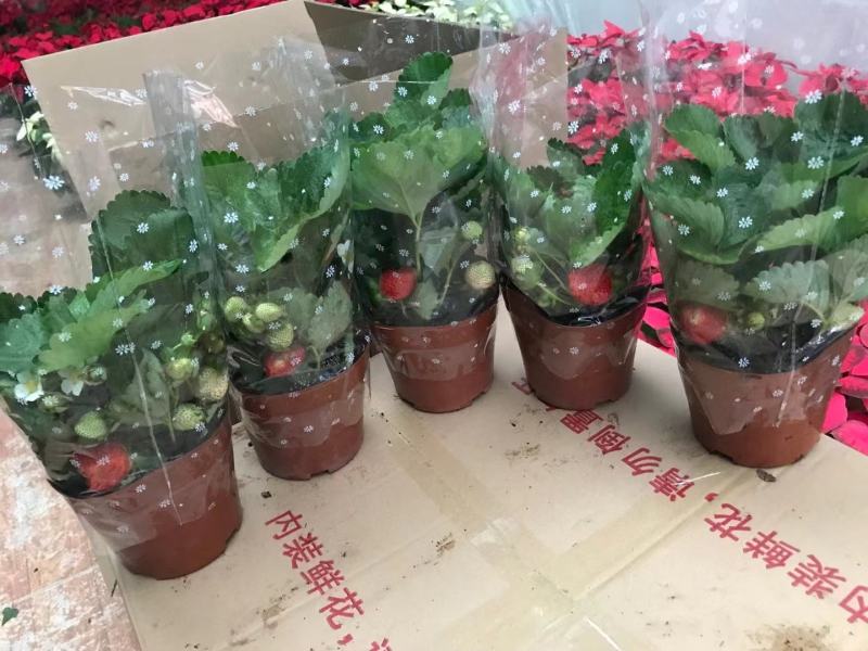 草莓草莓香甜可口草莓盆栽奶油甜茶礼各式各样精品草莓盆栽