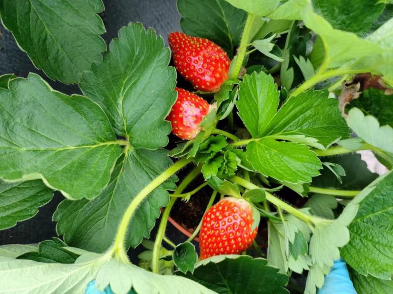 草莓草莓香甜可口草莓盆栽奶油甜茶礼各式各样精品草莓盆栽
