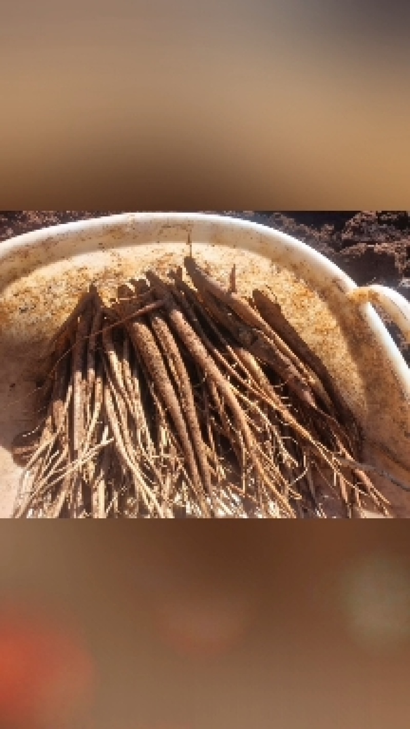 高山当归好吃不贵炖鸡炖鸭炖猪脚味道甜又面。