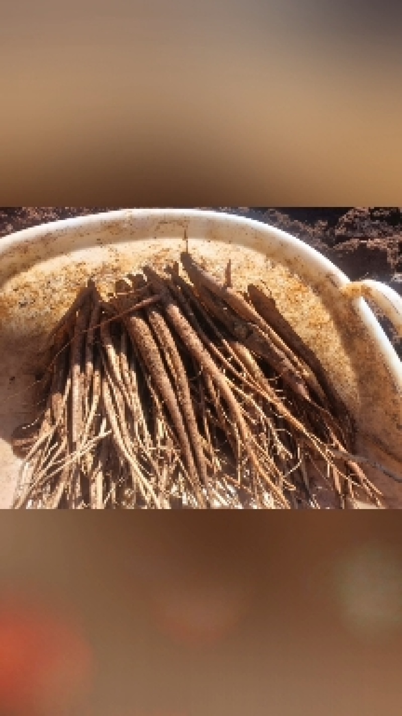 高山当归好吃不贵炖鸡炖鸭炖猪脚味道甜又面。