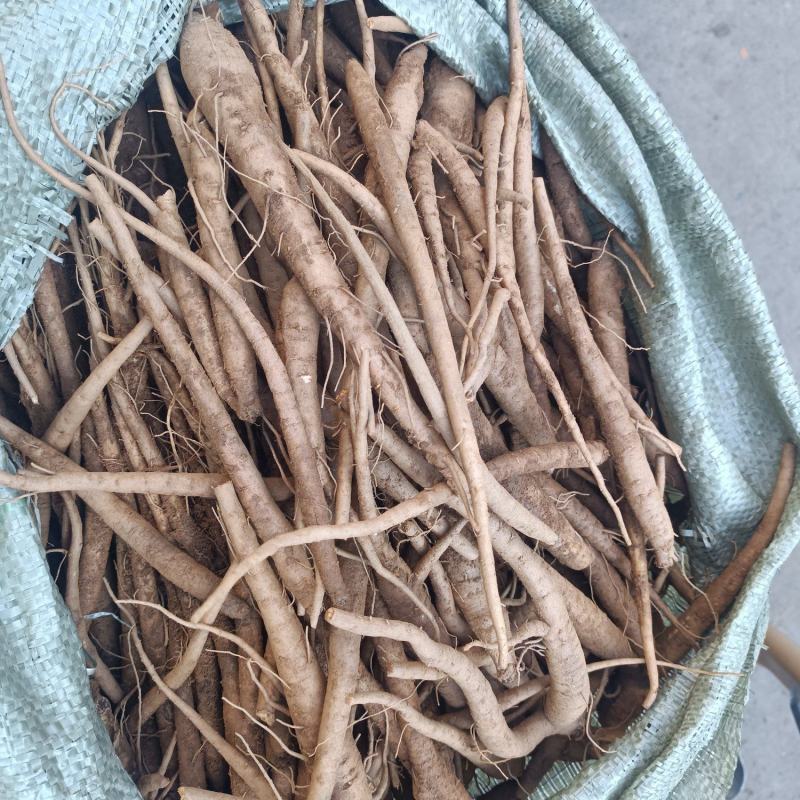 高山当归好吃不贵炖鸡炖鸭炖猪脚味道甜又面。