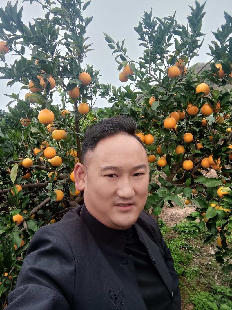 麻阳冰糖橙大量上市，欢迎五湖四海的客商来电预订。
