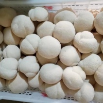 正宗古田新鲜猴头菇，产地直发，量大从优