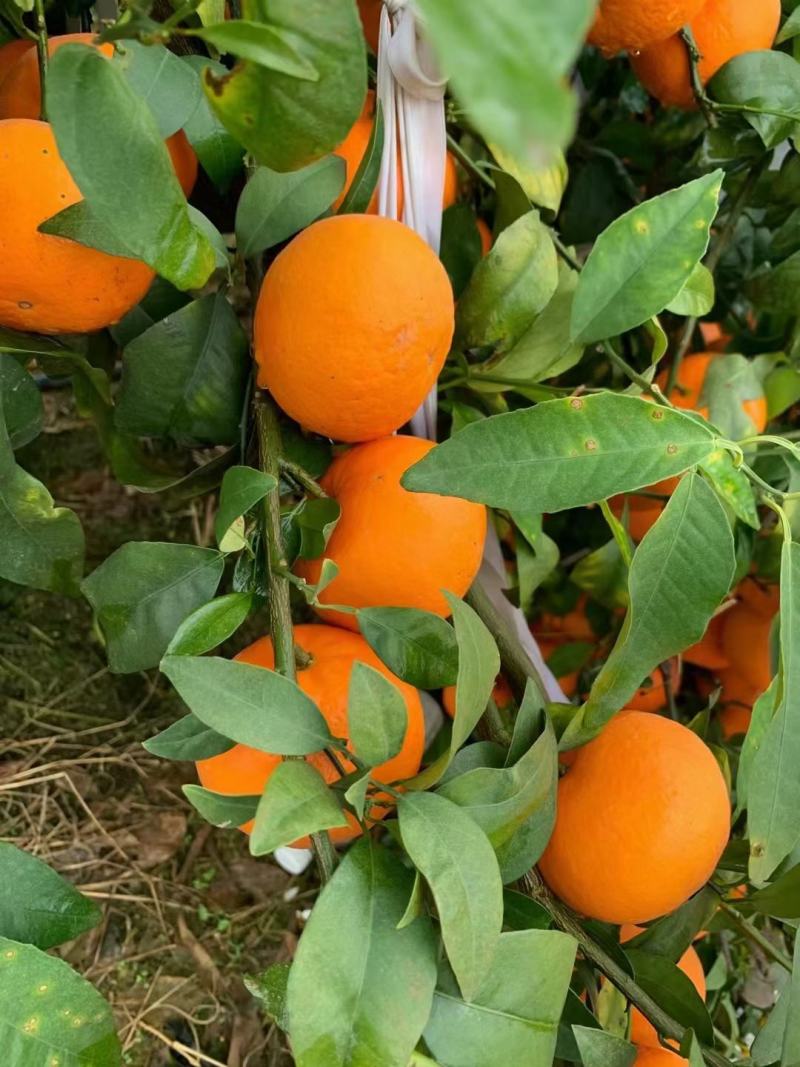柑橘广西沃柑果面干净光滑果肉饱满糖度高欢迎来采购