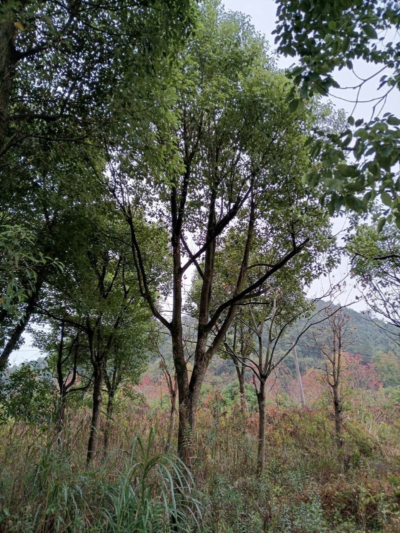 樟树50年高12米，分枝3米，胸经60公分待售