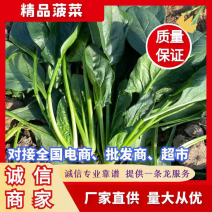 菠菜，精品小菠菜，山东潍坊菠菜，大叶菠菜，火锅小菠菜