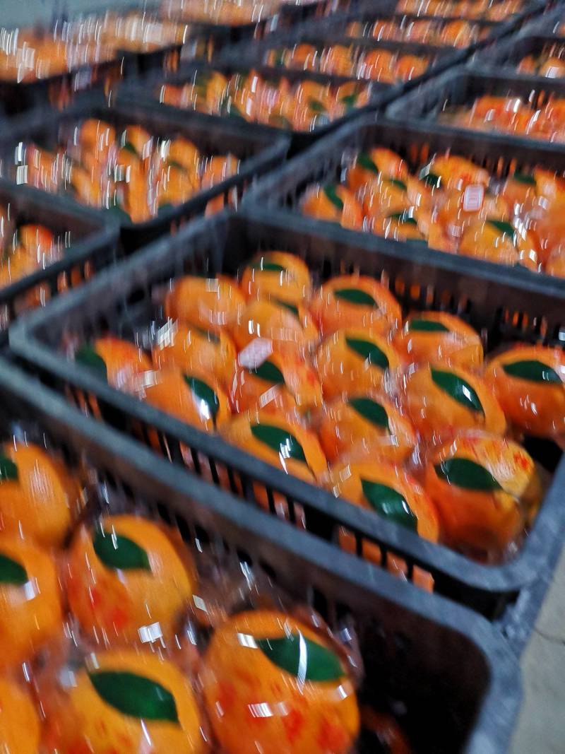 纽荷尔脐橙65~70mm