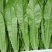 各类蔬菜都可以提供
