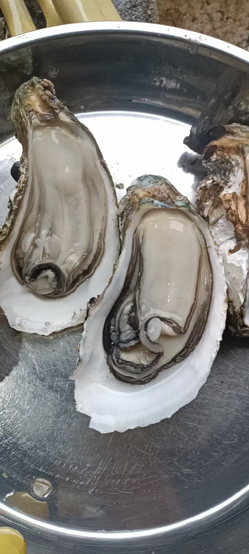 钦州大蚝（天然白蚝，零投料，咸淡水，够肥，口感好）