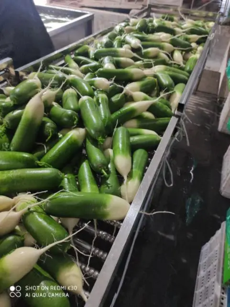 【热卖批发】水果萝卜大量上市，保质保量包客商满意可代发