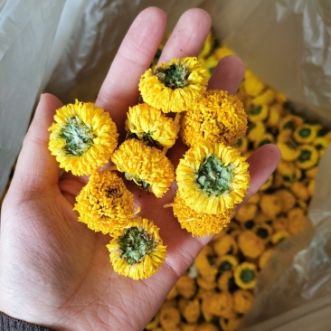 球菊乒乓菊实物拍摄颜色亮新货无硫熏量大从优