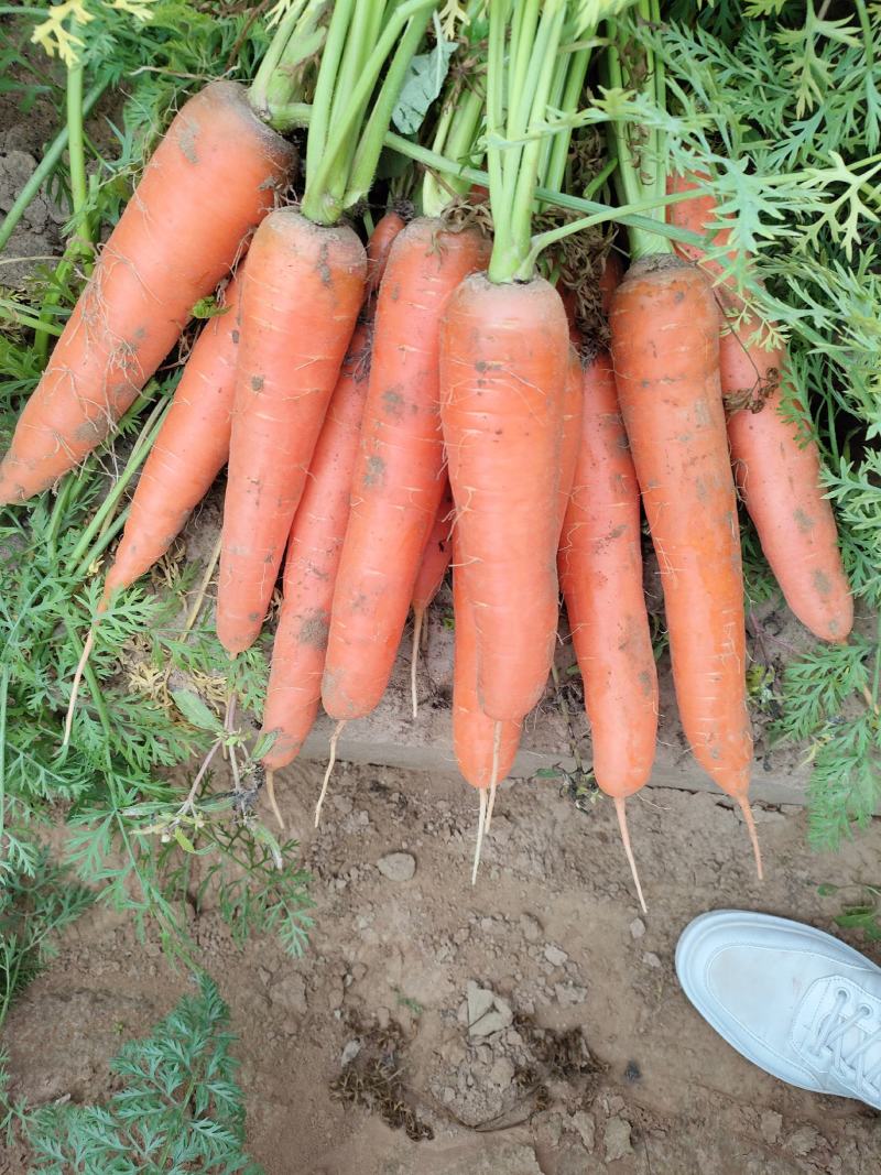 胡萝卜，货源充足，各种规格，电商市场产地直发