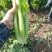 江苏芹菜精品西芹，芹菜，西芹源头基地价格便宜