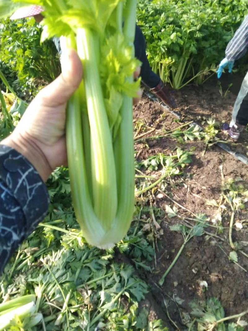 江苏芹菜精品西芹，芹菜，西芹源头基地价格便宜