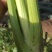 江苏芹菜精品西芹，芹菜，西芹源头基地价格便宜