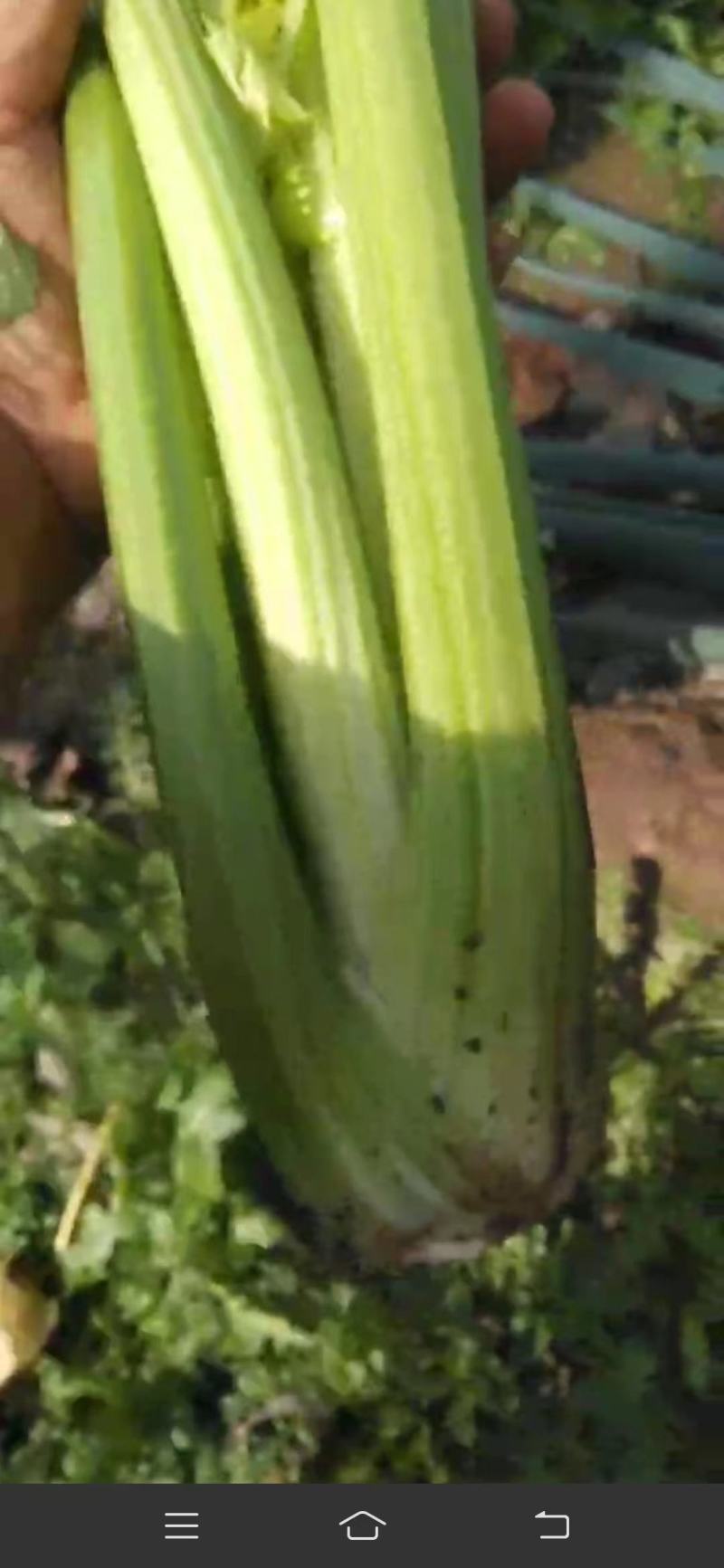 江苏芹菜精品西芹，芹菜，西芹源头基地价格便宜