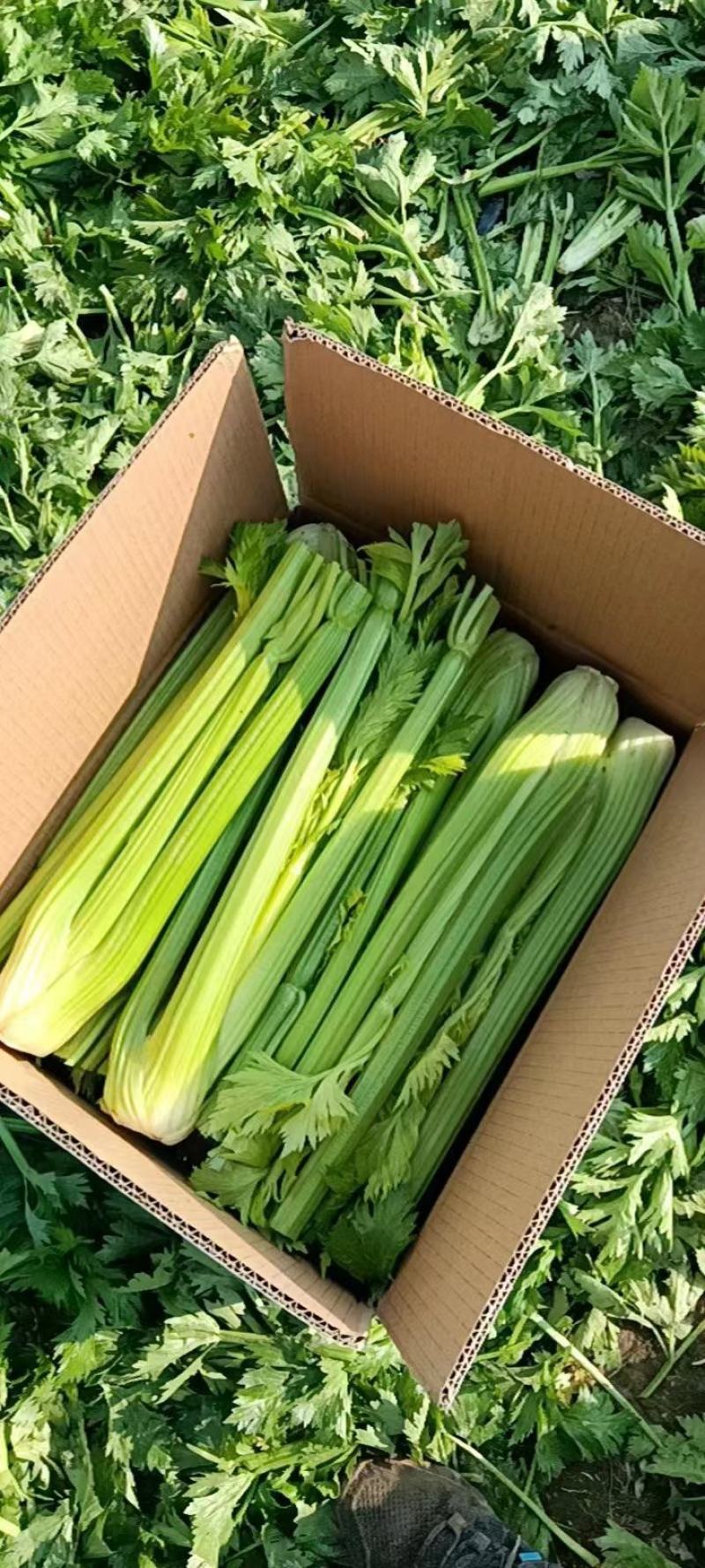 江苏芹菜精品西芹，芹菜，西芹源头基地价格便宜
