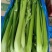 江苏芹菜精品西芹，芹菜，西芹源头基地价格便宜