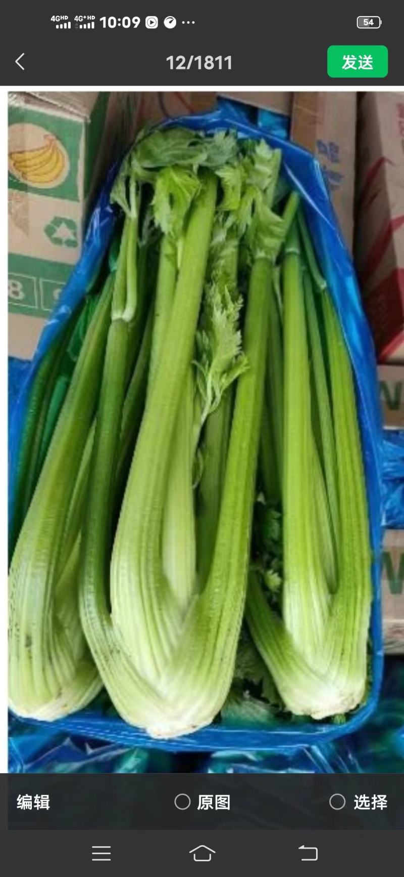 江苏芹菜精品西芹，芹菜，西芹源头基地价格便宜