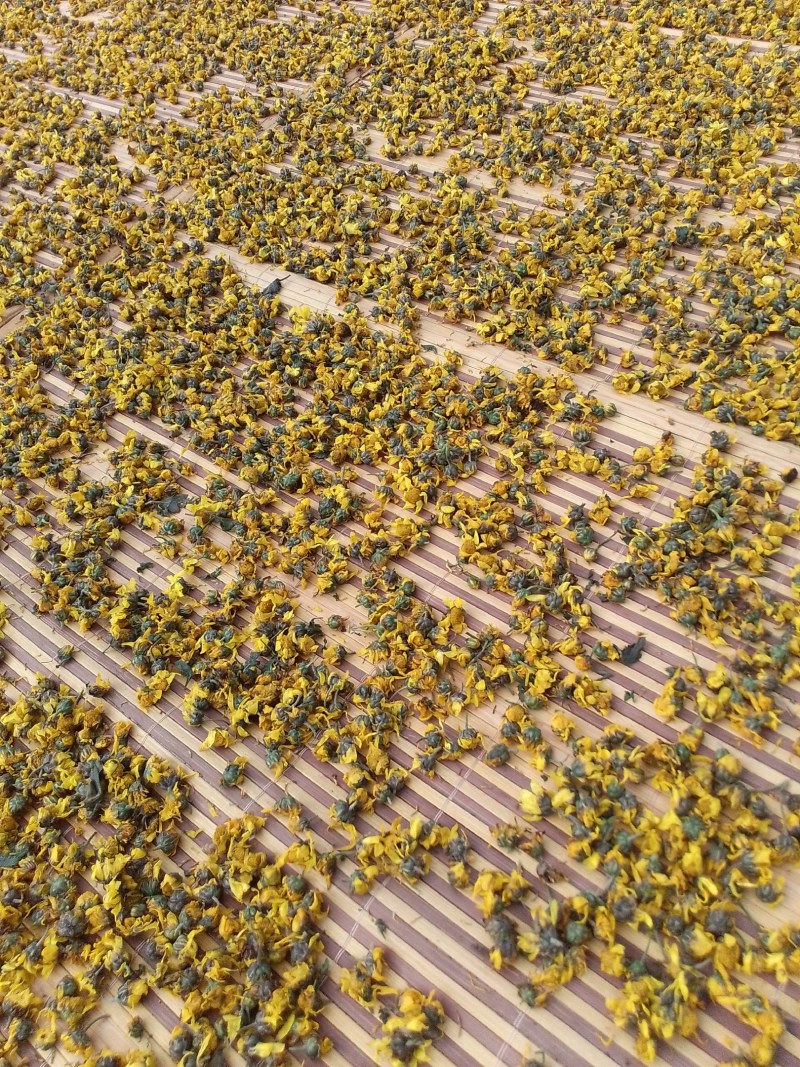 2022年新鲜野菊花采摘销售中