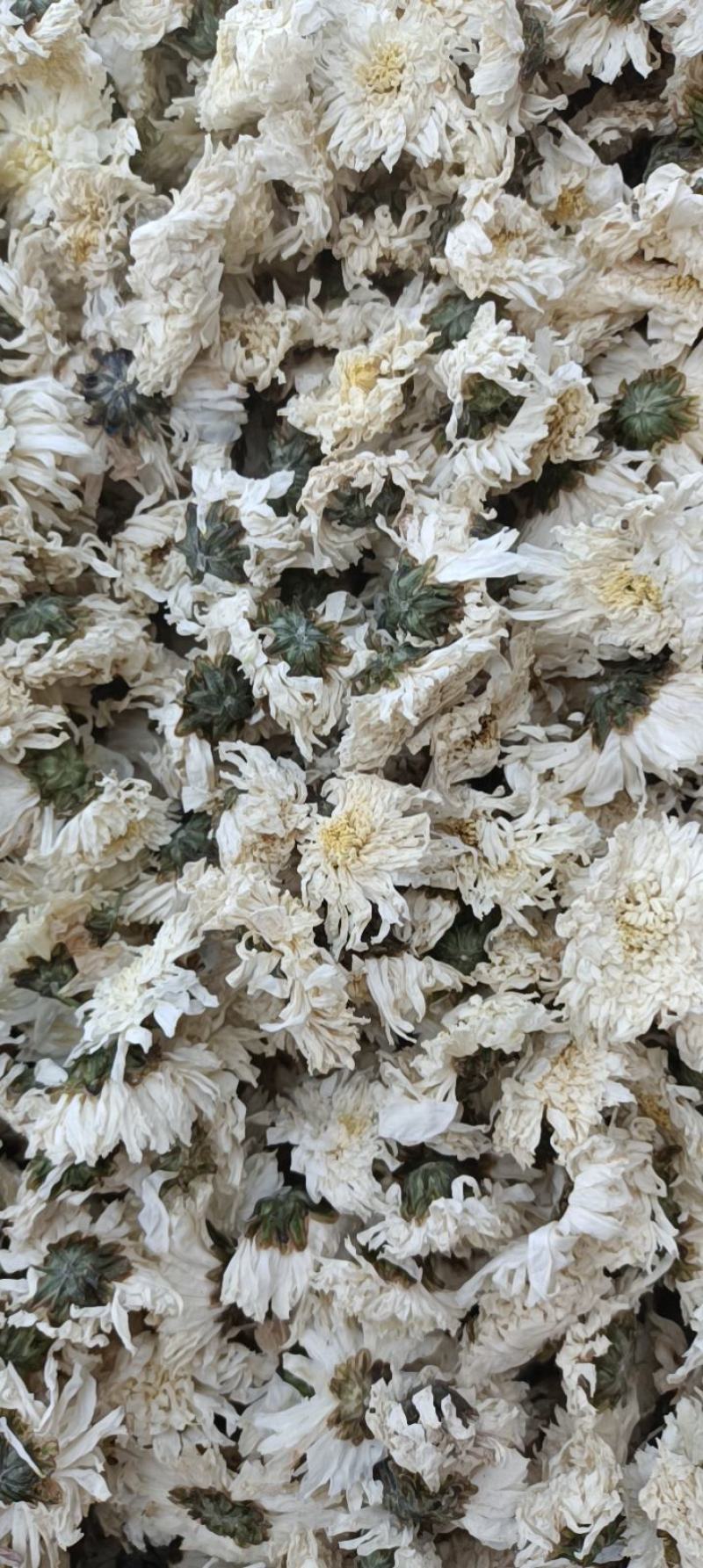 白菊花茶七月菊大货一手货源视频看货以质论价