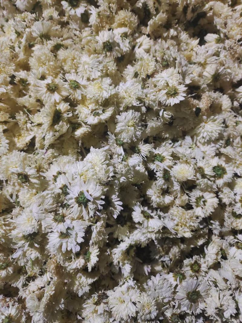 白菊花茶七月菊大货一手货源视频看货以质论价