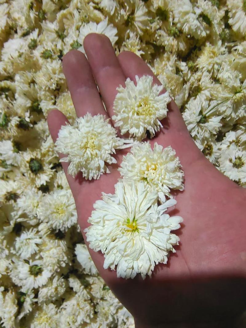 白菊花茶七月菊大货一手货源视频看货以质论价