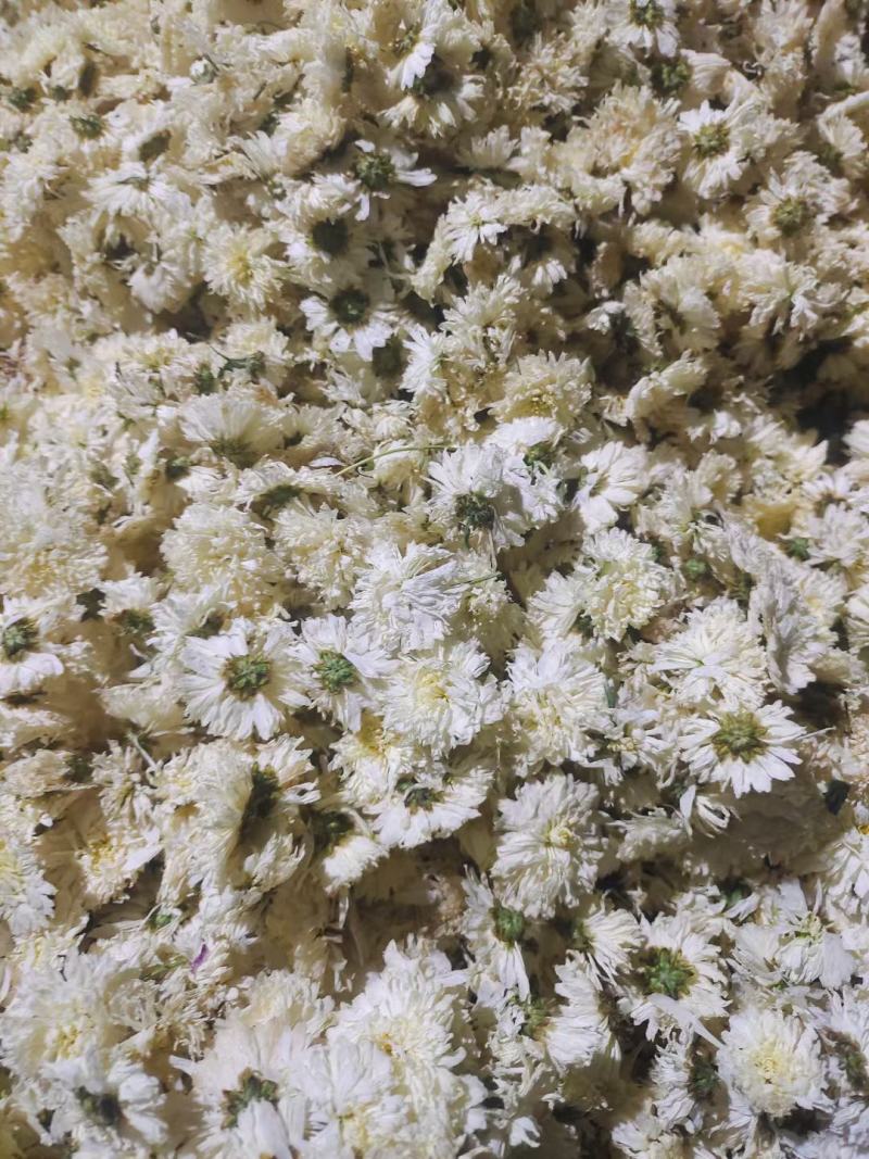 白菊花茶七月菊大货一手货源视频看货以质论价